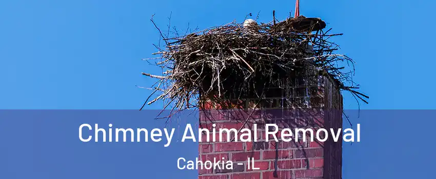  Chimney Animal Removal Cahokia - IL