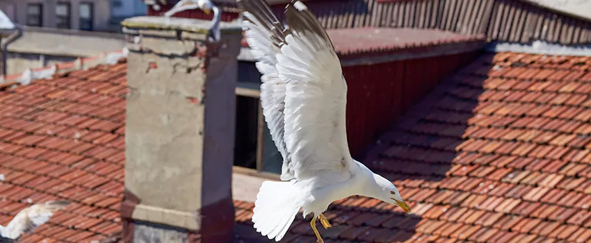 Residential Chimney Animal Removal Solution in Cahokia, IL