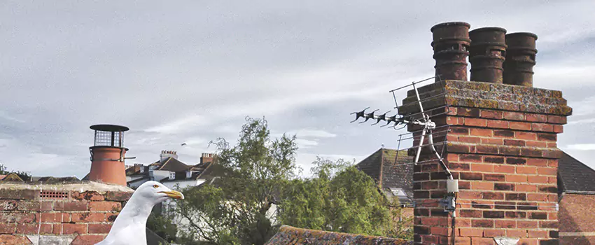 Chimney Cleaning And Restoration in Cahokia, Illinois